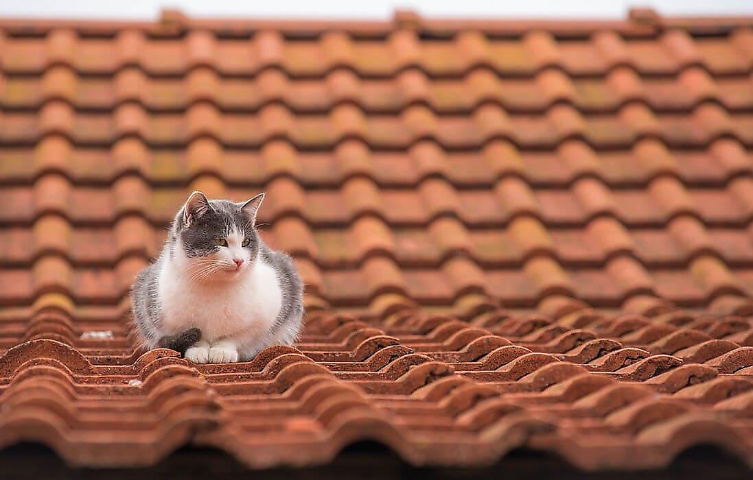 Кошачья битва, записанная на крыше, позабавила соцсети