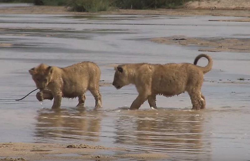 Львиное семейство удивило туристов, приняв водные процедуры в ЮАР ▶