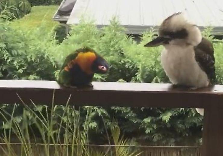 Любопытный попугай попытался завести знакомство с равнодушной кукабарой ▶