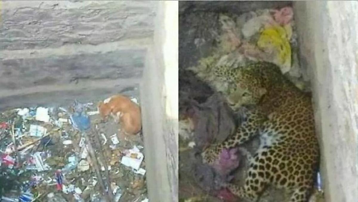 Собака и леопард, свалившись в яму, провели 7 часов в обществе друг друга