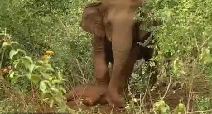 Убитая горем слониха-мать на протяжении суток пыталась воскресить своего мёртворождённого детёныша