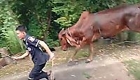Вытащенная из трясины тайская бурёнка вместо благодарности напала на своих спасателей - видео