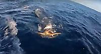Драматичная охота акулы на черепаху попала на видео на Багамах