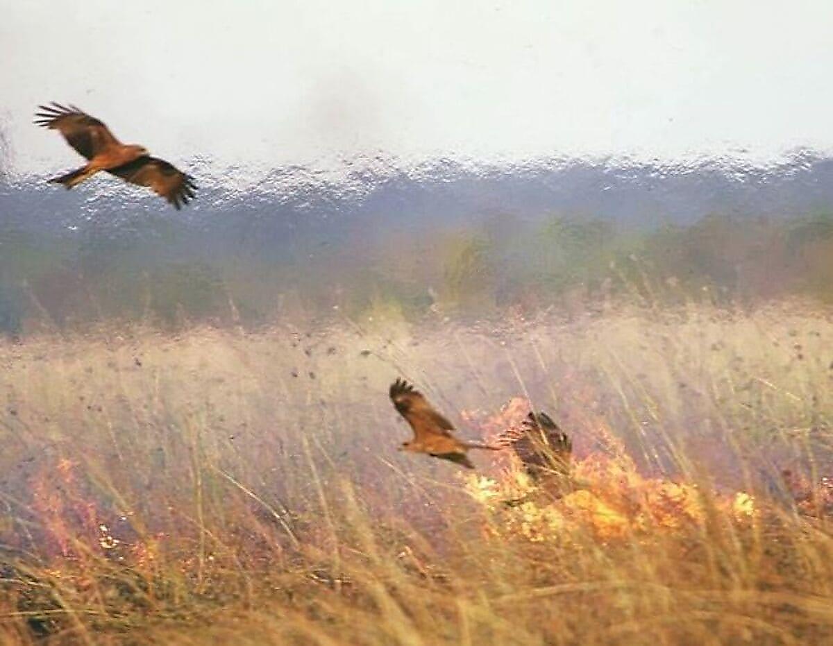 Хищные птицы способствуют распространению пожаров в Австралии