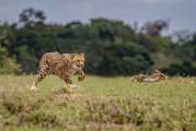 Канадский фотограф запечатлел молниеносную охоту гепарда на зайца в африканском заповеднике 1