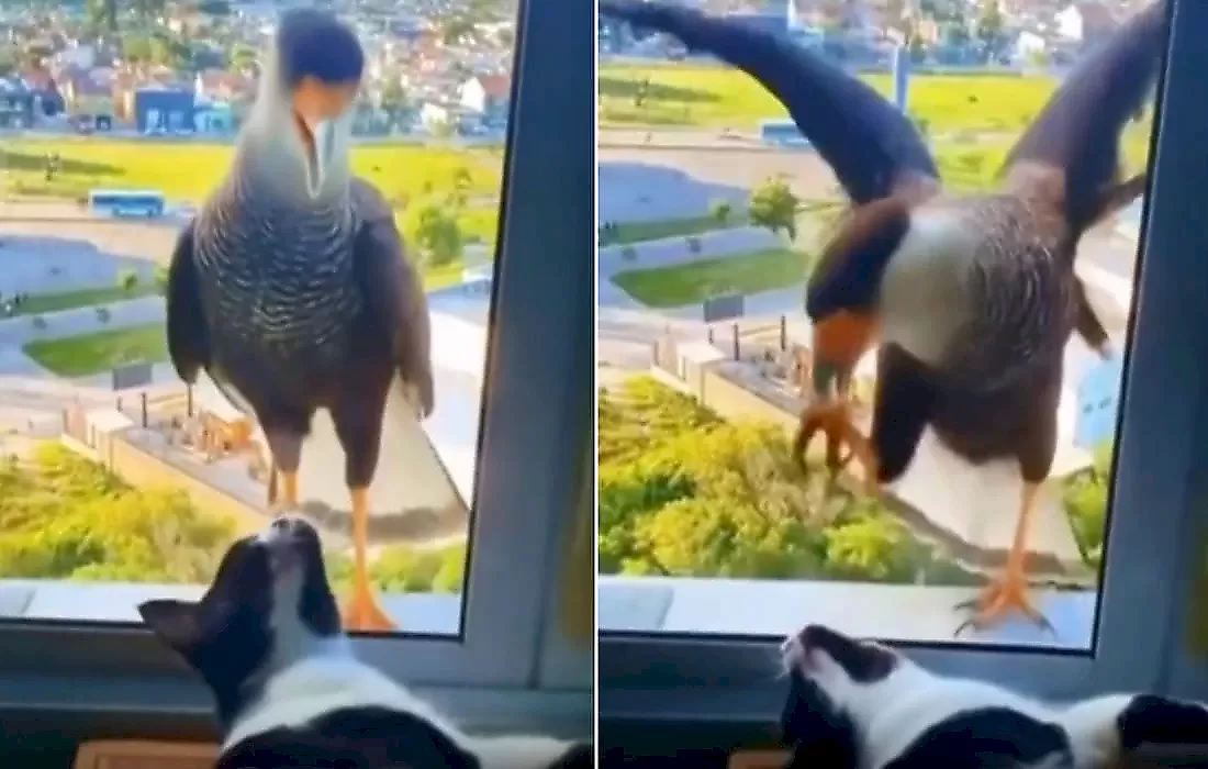 Кошка довела до истерики хищную птицу за стеклом: видео