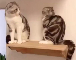 Коварный кот неожиданным ударом скинул с полки своего оппонента (Видео)