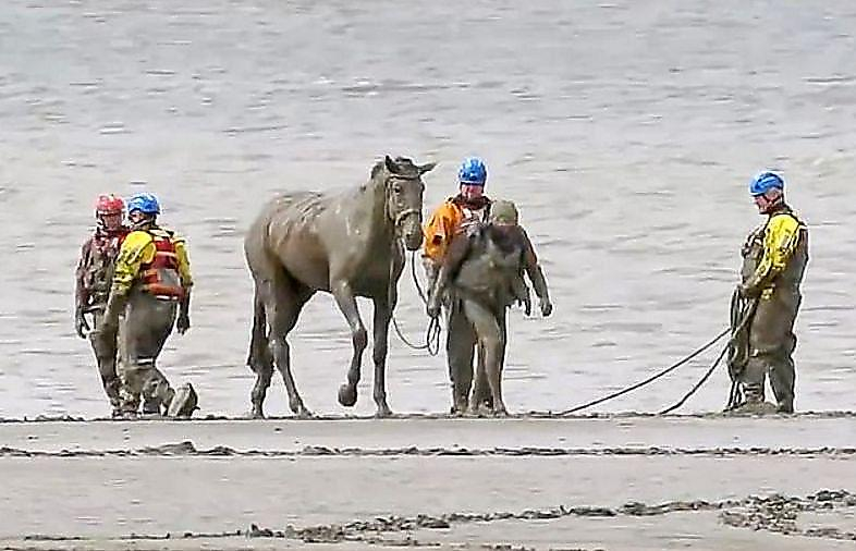 Крупномасштабная операция спасения лошади, застрявшей в трясине, была проведена в Британии ▶