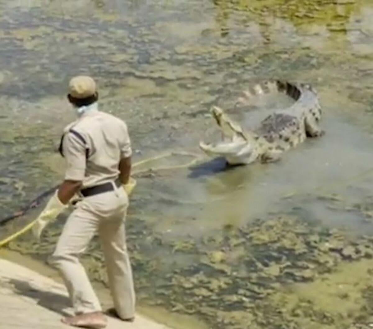 Крупный крокодил, забравшийся на ферму, был насильно перемещён в Индии