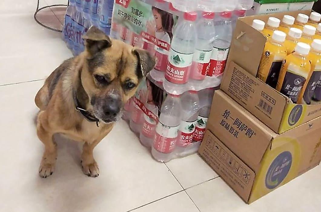 Преданный пёс три месяца ждал не пережившего болезнь хозяина у больницы в Ухани