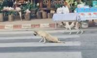 Пёс - симулянт рассмешил китайские соцсети (Видео) 0