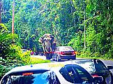 Любвеобильный слон перегородил дорогу туристу и устроил «краш-тест» его автомобилю ▶ 4