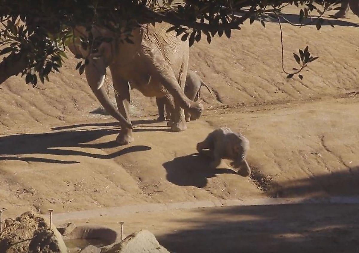Слониха, оберегая своего детёныша, нагло оттолкнула чужого слонёнка в американском зоопарке