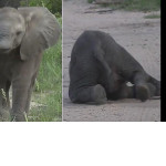 Слонёнок устал отгонять от стада туристку, что уснул на дороге ▶