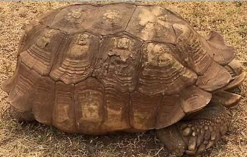 В Нигерии умерла старейшая 344-летняя черепаха