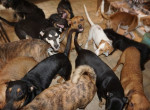 Жительница Багамского острова спасла от урагана 97 бездомных псов, приютив их в своей спальне