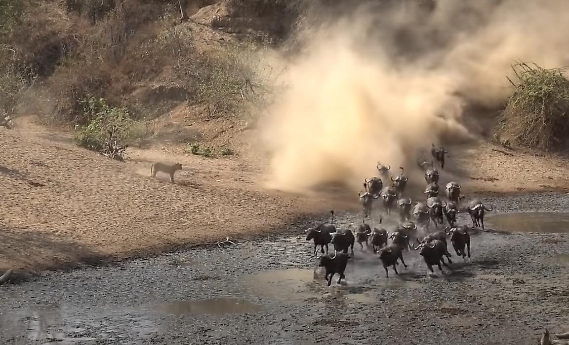 30 львов подкараулили 300 буйволов у водопоя в Зимбабве