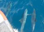 Дельфины, сцепившись плавниками, сопроводили лодку метеорологов в Австралии - видео
