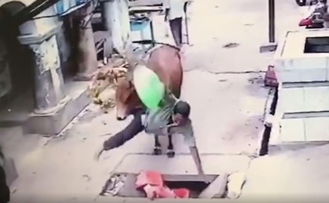 Коварная корова ради овощей подкралась к индийцу и опрокинула его в яму
