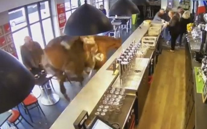 Лошадь, сбежав от всадника, ворвалась в бар и повергла в панику посетителей питейного заведения (Видео)