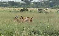 Львица поймала антилопу рядом с мегаполисом в Кении
