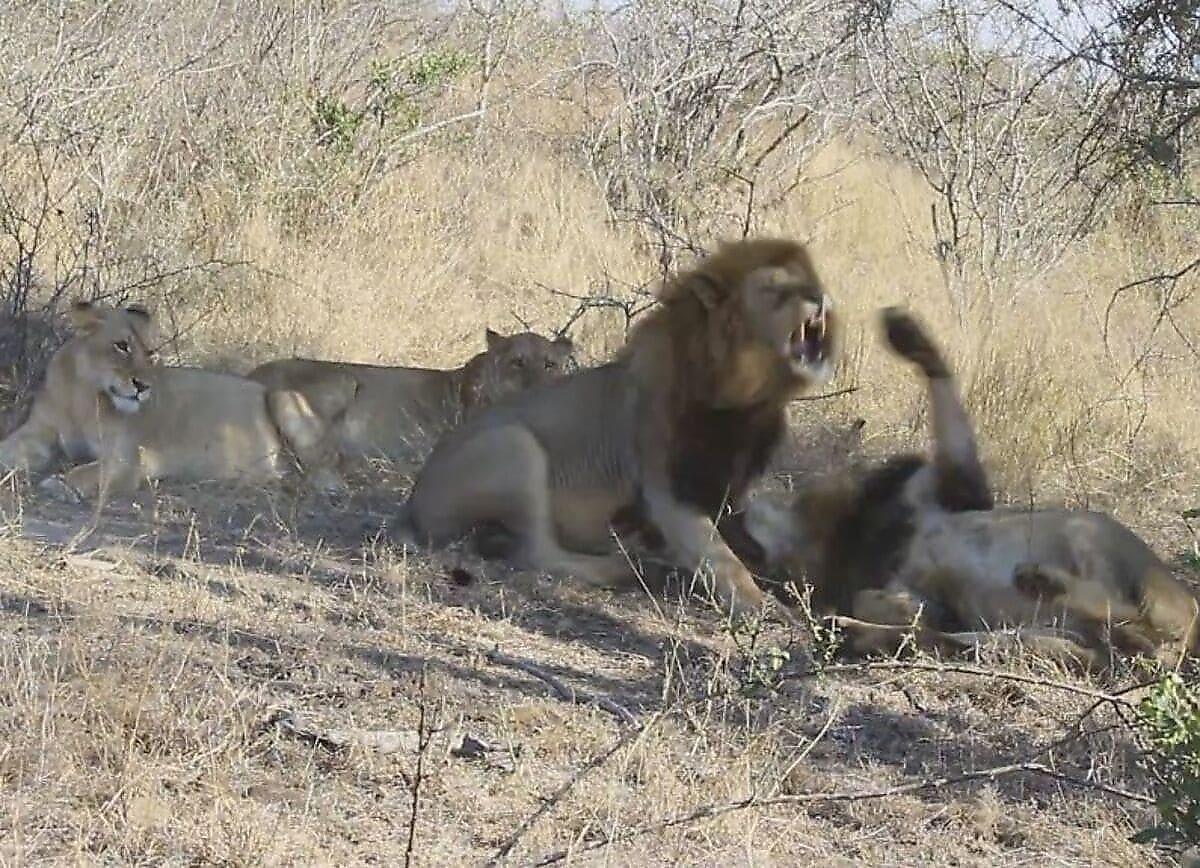 Львы не поделили самок в африканском заповеднике