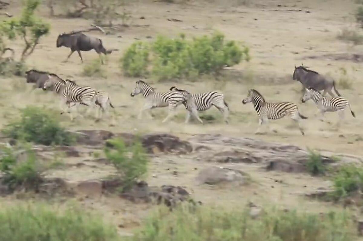 Львы разогнали стадо антилоп и зебр на водопое в ЮАР