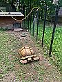 Массивная черепаха, совершив побег, вернулась домой спустя 74 дня 2