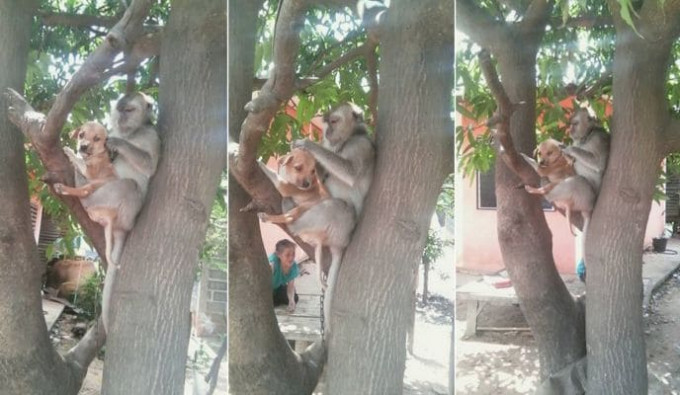 Обезьяна со своим другом уединилась на дереве в Тайланде (Видео)
