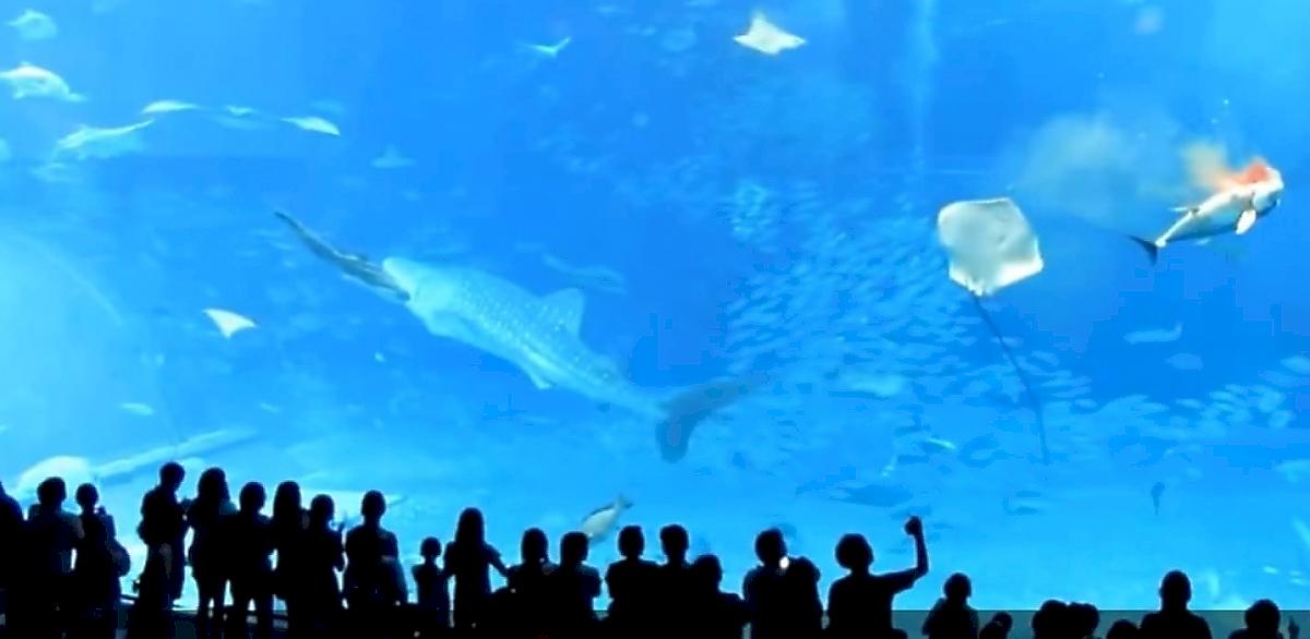 Тунец совершил «суицид», врезавшись в стекло аквариума на глазах у туристов в Японии