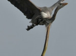 Жизнелюбивый угорь, застрявший в шее птицы, был сфотографирован в американском заповеднике 0