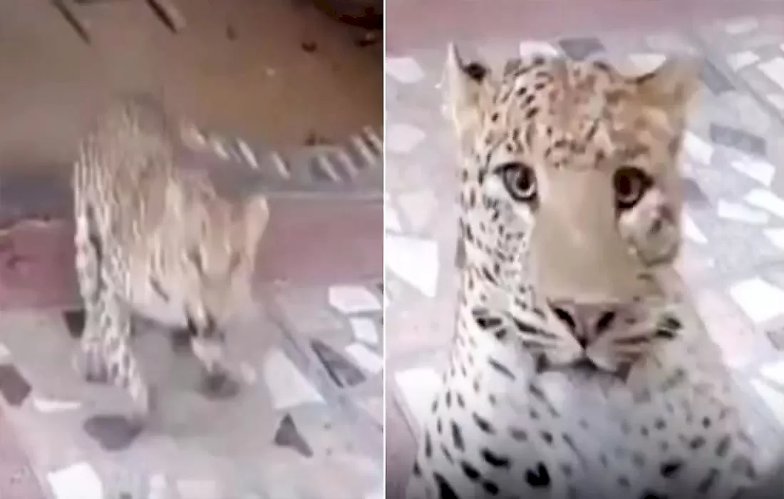 Дверь выдержала натиск угодившего в плен леопарда: видео