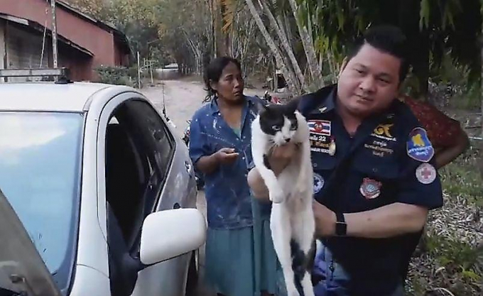 Кошка, прячась от шторма, застряла в двигателе автомобиля в Тайланде ▶