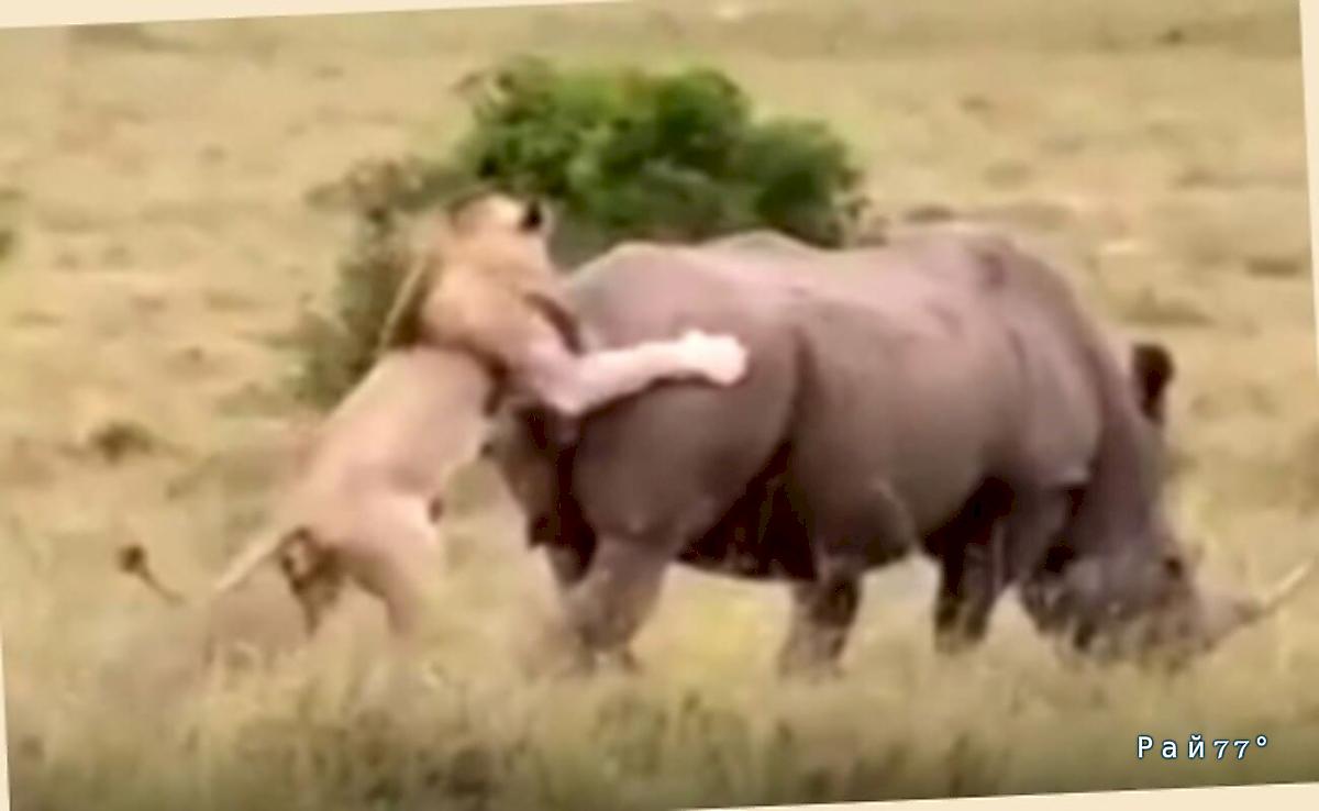 Коварный лев застал врасплох носорога в африканском заповеднике Коварный лев застал врасплох носорога в африканском заповеднике