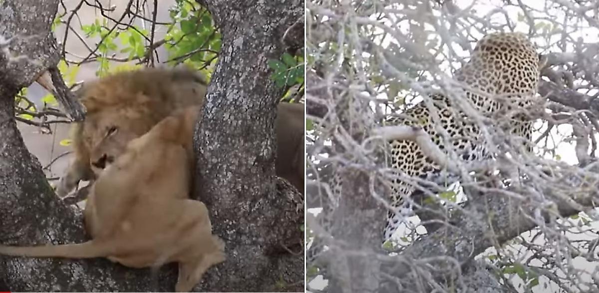 Лев отобрал тушу антилопы у львицы, ранее стащившей добычу у леопарда - видео