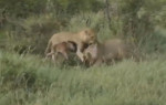 Лев заступился за детёныша антилопы и отбил атаку соплеменника в Индии (Видео)