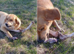 Медведь повадился таскать кости для «подкупа» дворового пса, чтобы опустошить мусорный контейнер