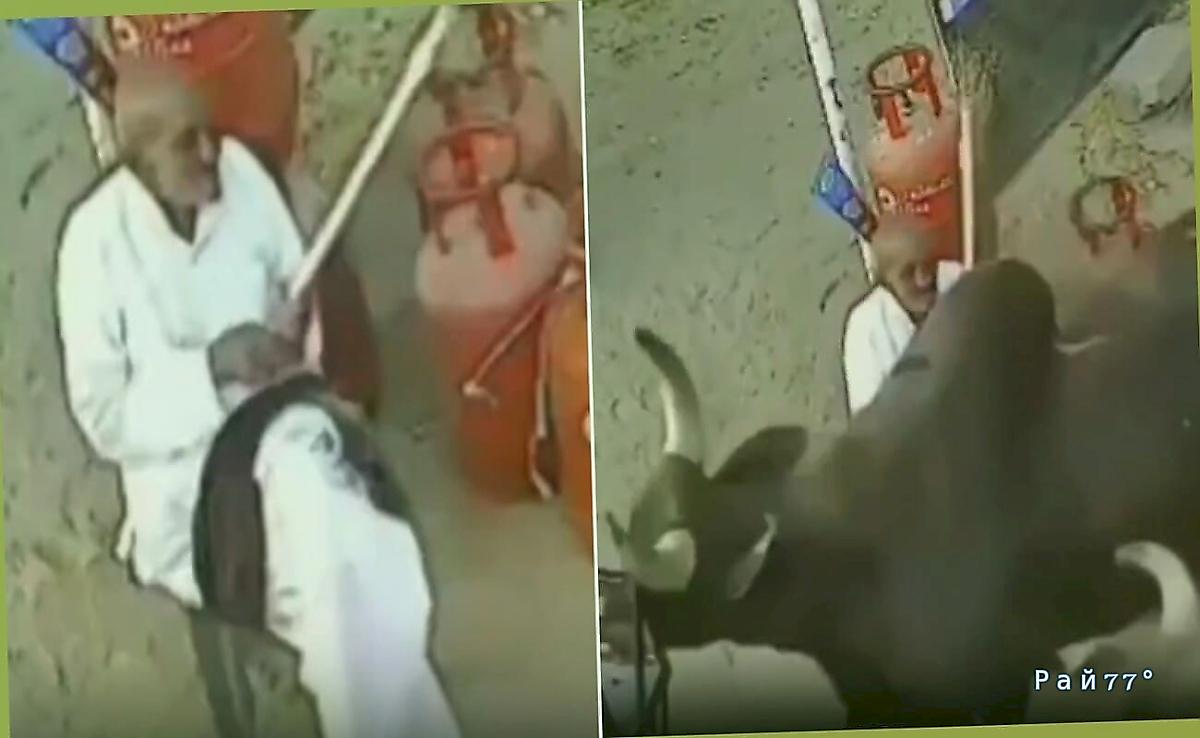 Старик оказался на пути у двух подравшихся быков ▶️