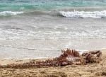 Акулы дождались, когда туристы спасут выброшенного на берег дельфина в Кабо-Верде 2