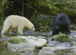 Белая кермодская медведица защитила своих детёнышей от чёрного соплеменника ▶