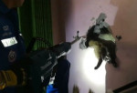 Кошку, застрявшую между стен домов, спасли в Тайланде (Видео)
