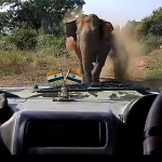 Разъярённый слон попытался прогнать индийских егерей, заехавших на его территорию (Видео)