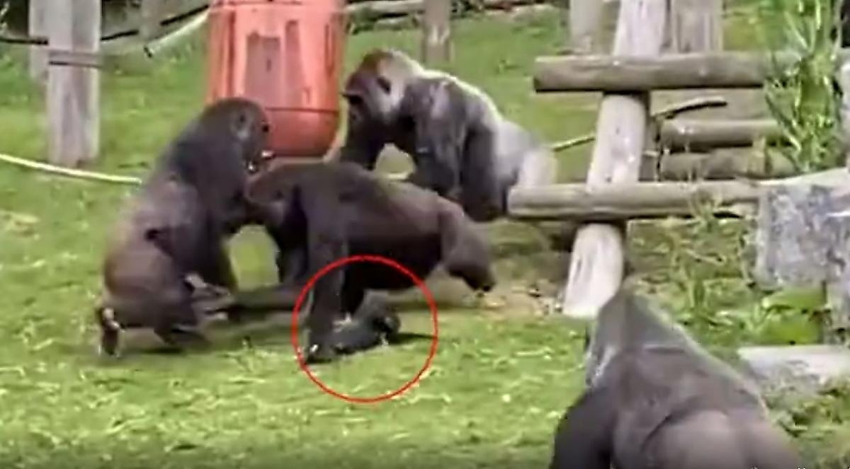 Самец гориллы спас детёныша, пока самки выясняли свои отношения