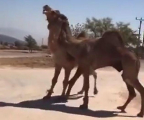 Схватку двух горбатых драчунов запечатлел погонщик верблюдов на Ближнем Востоке