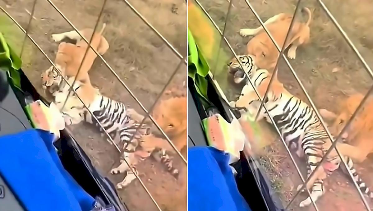 Туристы отбили тигра у львов в китайском заповеднике