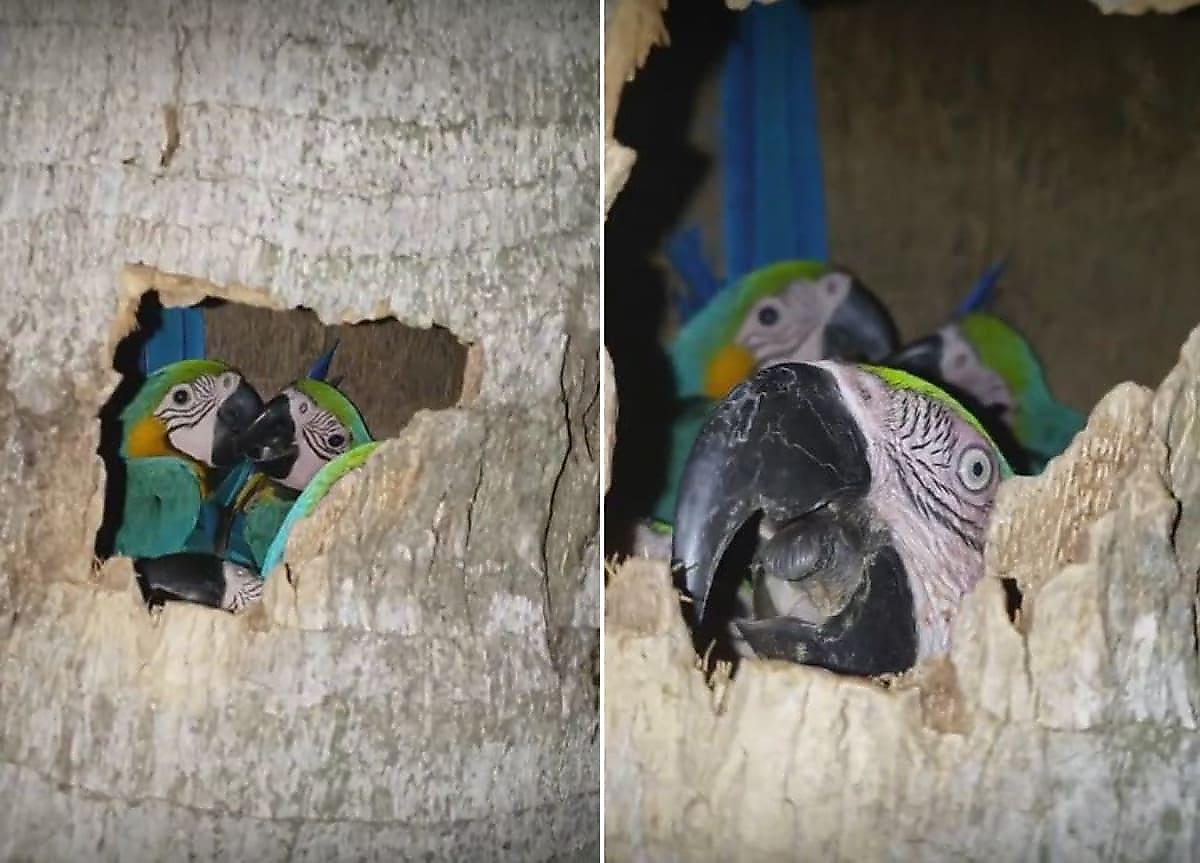 Бразилец обнаружил стаю попугаев, с комфортом разместившуюся в сухом стволе дерева