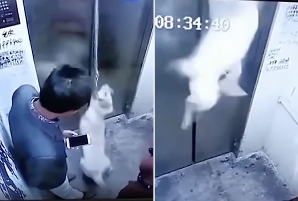 Беспечные жильцы не стали помогать псу, повисшему на поводке в лифте