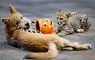 Детёныш гепарда подружился с щенком в американском зоопарке ▶ 3