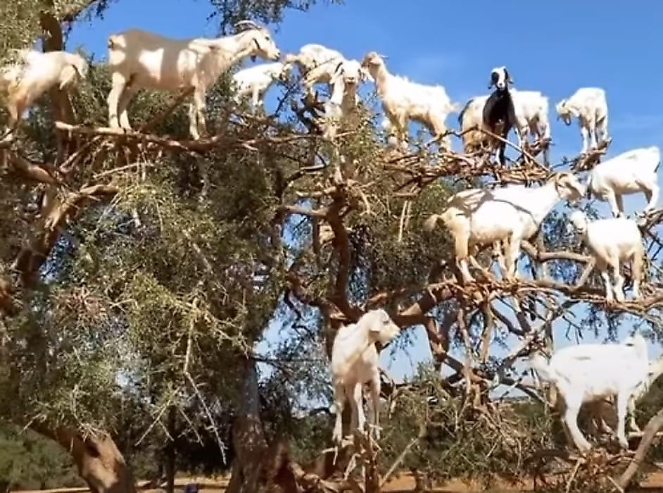 Фермеры продолжают сажать коз на деревья для привлечения туристов в Марокко