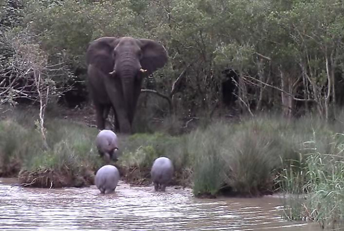 Грозная слониха прогнала трёх детёнышей гиппопотама со своей территории (Видео)